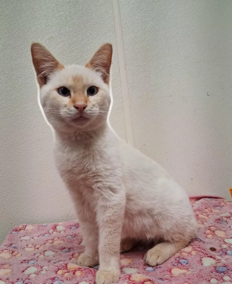 A baby small-sized male Siamese cat named Puka Nacua for adoption in North Vernon, IN