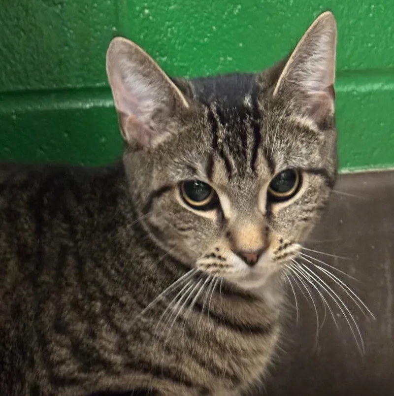A young medium-sized female Domestic Short Hair cat named Nala for adoption in Olean, NY