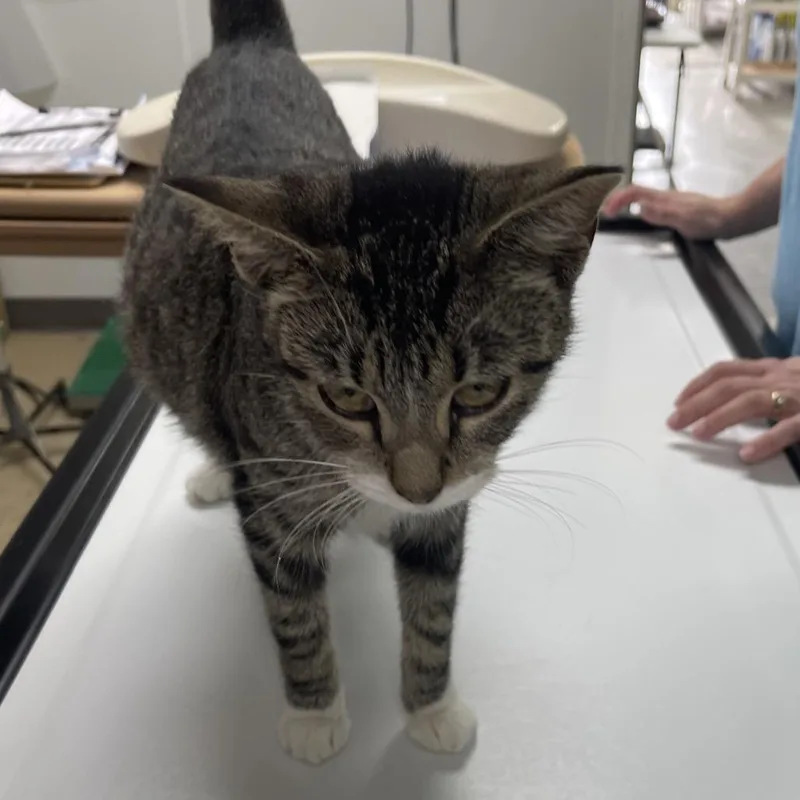 An adult medium-sized female Gray / Blue / Silver Domestic Short Hair cat named Abilene for adoption in Pekin, IL