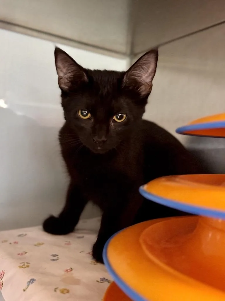 Freddie Purrcury