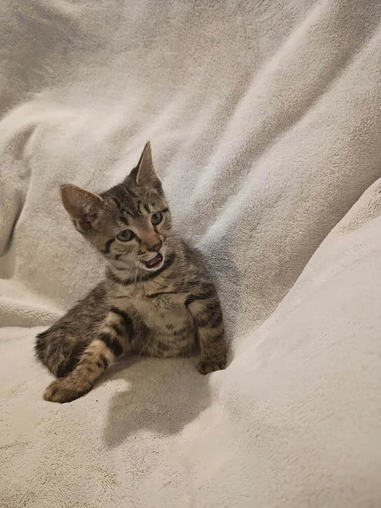 A baby small-sized female Gray / Blue / Silver Domestic Short Hair cat named McChicken for adoption in Metamora, IL