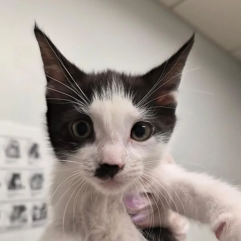 A baby small-sized female Black Domestic Short Hair cat named Gobby for adoption in Jacksonville, FL