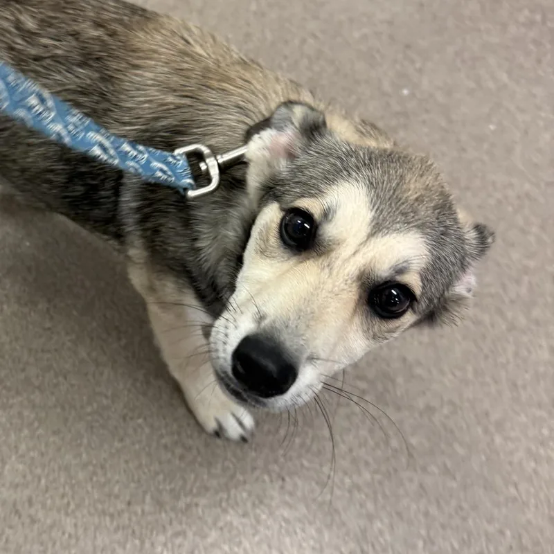 A baby medium-sized female Apricot / Beige Anatolian Shepherd dog named Freta for adoption in South Elgin, IL