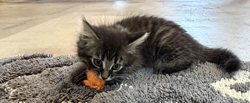 A baby medium-sized female Domestic Long Hair cat named Greta for adoption in brant, MI