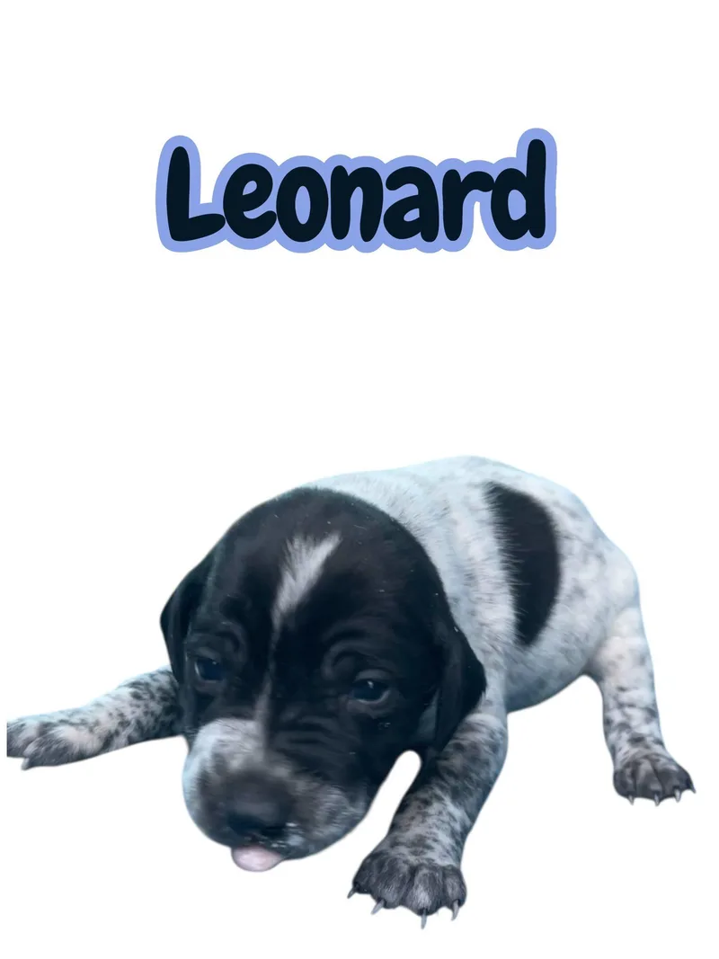 Leonard thumbnail 2