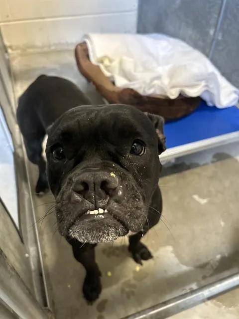 An adult medium-sized female Pit Bull Terrier dog named Charlene for adoption in Saint Cloud, FL