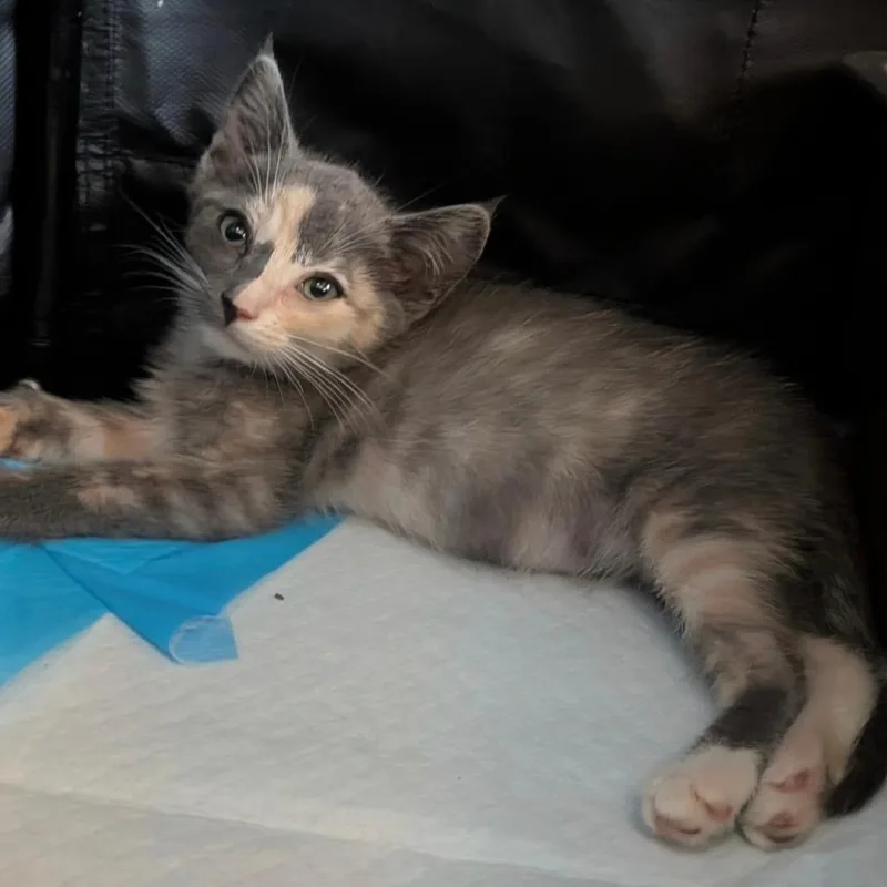 A baby small-sized female Tortoiseshell Domestic Short Hair cat named Athena for adoption in Tustin, CA