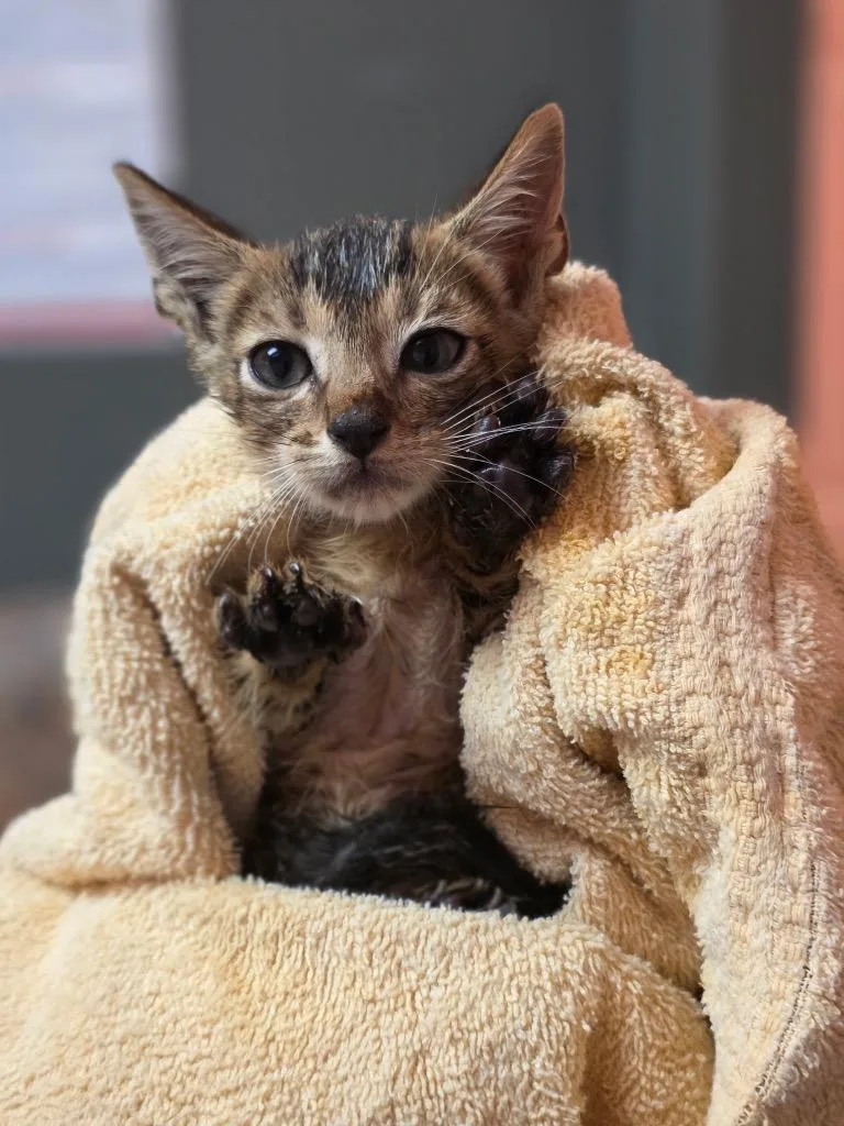 A baby small-sized male Domestic Short Hair cat named Scorpion for adoption in Rockport, TX