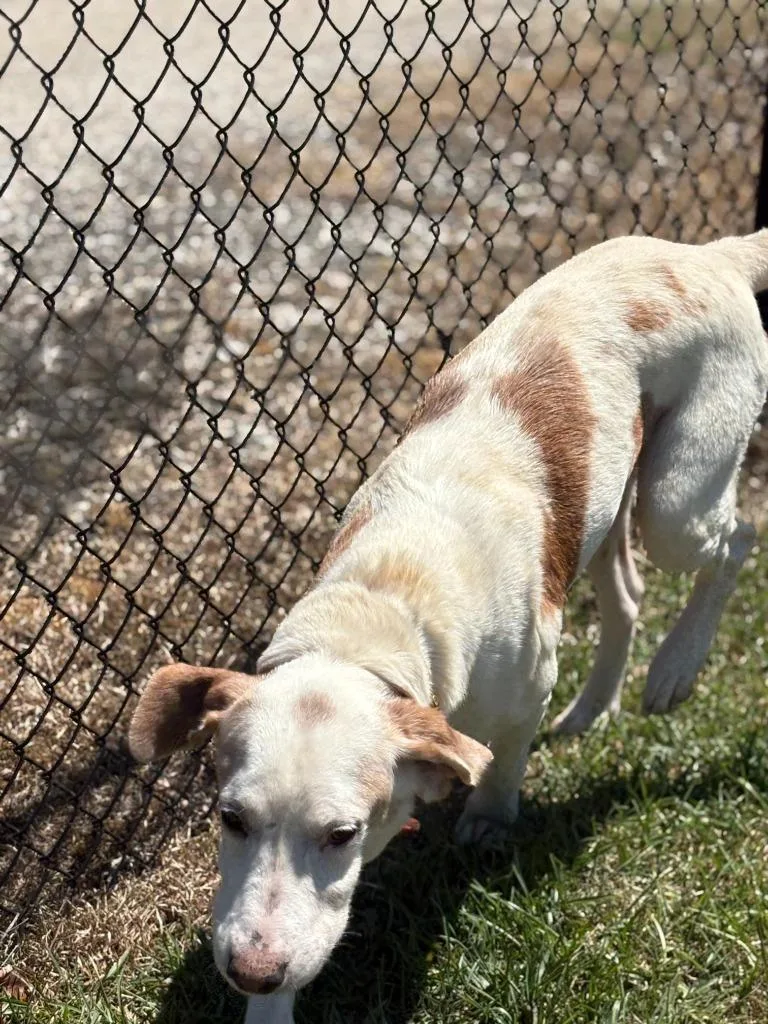 A young medium-sized male Hound dog named Hunter for adoption in Effingham, SC
