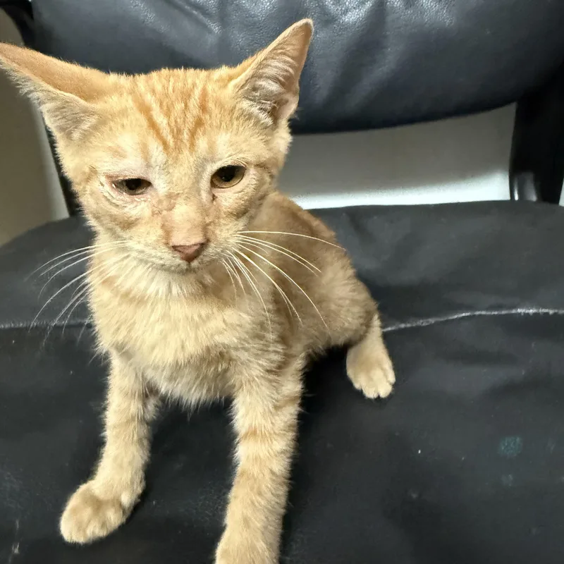 A baby medium-sized male Tabby (Orange / Red) Tabby cat named Lazy Larry for adoption in Columbia, SC