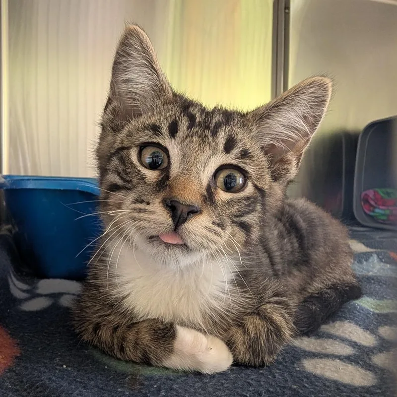 A baby small-sized male Brown / Chocolate Domestic Short Hair cat named Blep for adoption in Emporia, KS