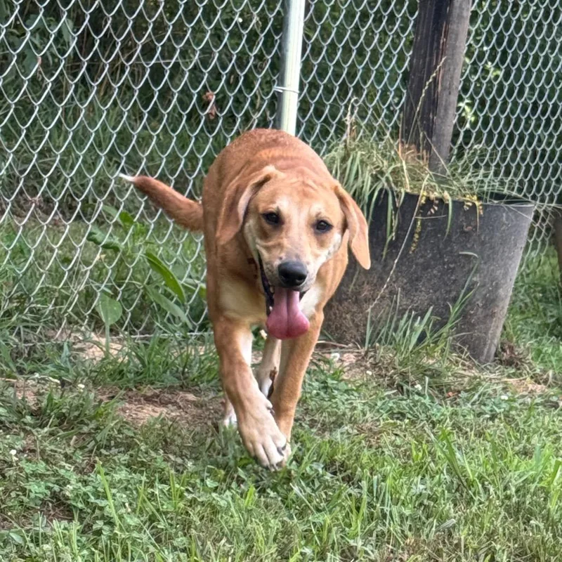 A young medium-sized female Yellow / Tan / Blond / Fawn Redbone Coonhound dog named Dottie for adoption in Blairsville, GA