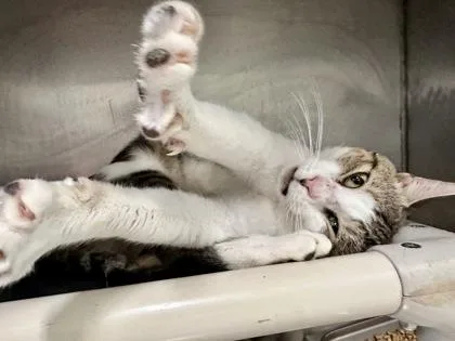 An adult medium-sized male Tabby (Gray / Blue / Silver) Domestic Short Hair cat named Fresno for adoption in Athens, GA