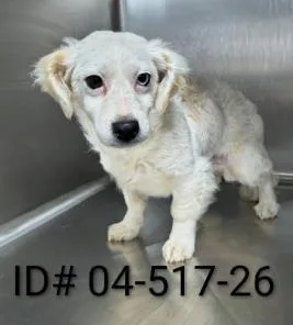An adult small-sized male Terrier dog named Samson for adoption in Largo, FL