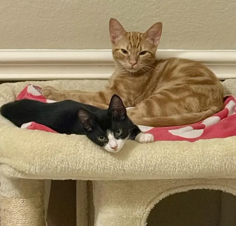 A baby medium-sized female Black & White / Tuxedo Domestic Short Hair cat named Delilah for adoption in Cypress, TX