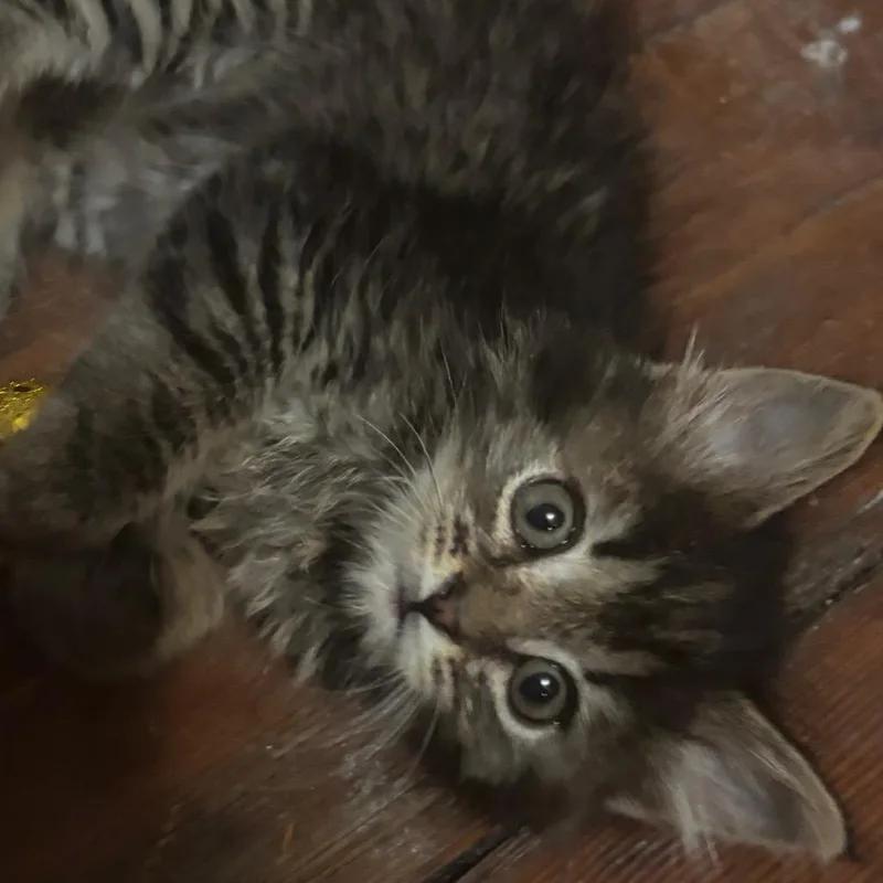 A baby small-sized female Brown / Chocolate Domestic Medium Hair cat named Emmy Two Toes for adoption in Tacoma, WA