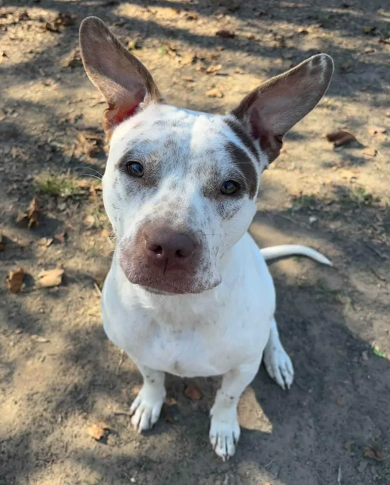 A young medium-sized female Brown / Chocolate Pit Bull Terrier dog named Indie for adoption in Anderson, IN