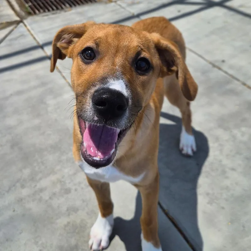 A baby small-sized female Yellow / Tan / Blond / Fawn American Staffordshire Terrier dog named Claire for adoption in Riverside, CA