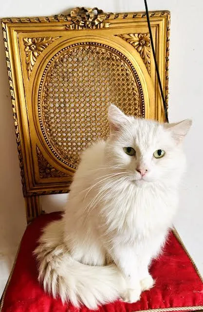 A senior medium-sized female White Domestic Long Hair cat named Anastasia for adoption in BEVERLY HILLS, CA
