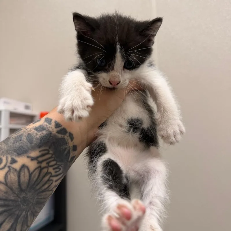 A baby small-sized male Brown / Chocolate Domestic Short Hair cat named Artichoke for adoption in Morganton, NC