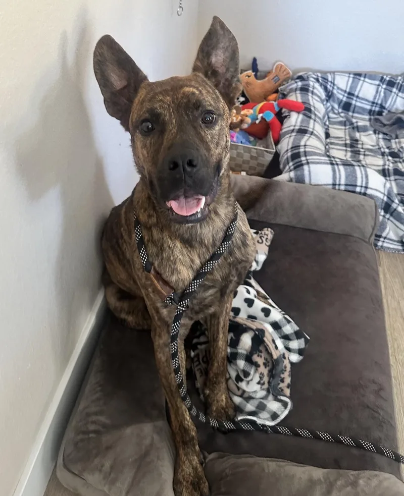 A young large-sized male Brindle German Shepherd Dog dog named Zeke for adoption in Angels Camp, CA