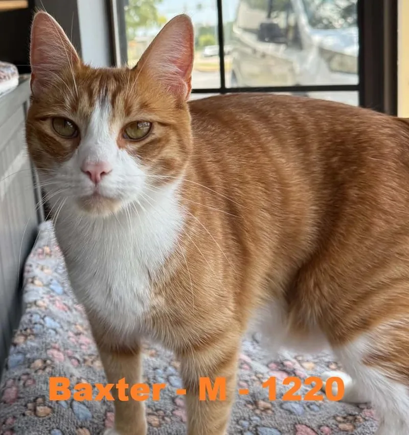 Baxter thumbnail 3