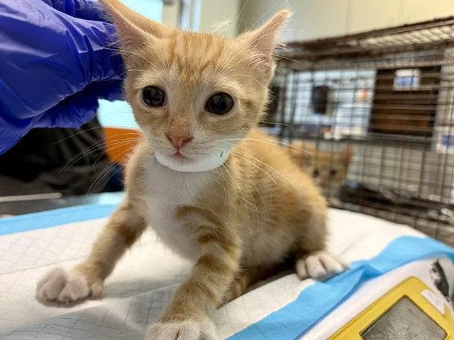 A baby small-sized male Orange / Red Domestic Short Hair cat named Cheese for adoption in Tavares, FL