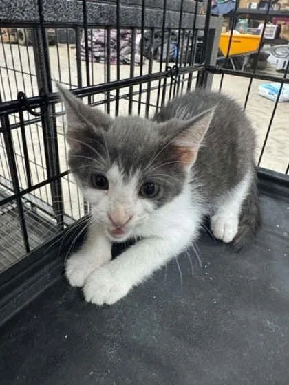 A young small-sized male Domestic Short Hair cat named Bingo for adoption in Beatrice, NE