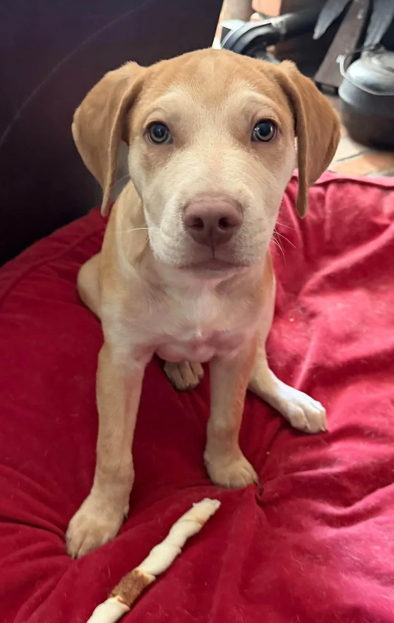 A baby medium-sized male Labrador Retriever dog named Zev for adoption in Phoenix, AZ