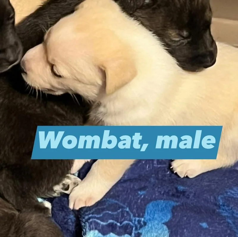 Wombat