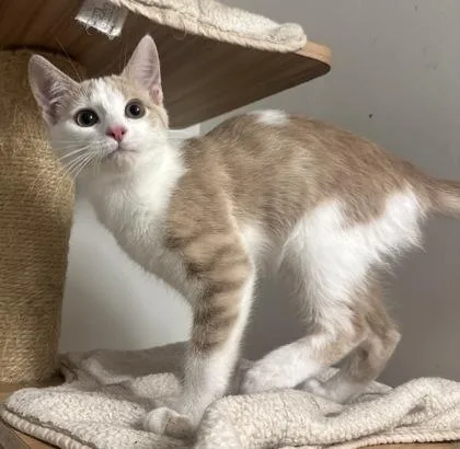 A baby small-sized male Domestic Short Hair cat named Sunnie for adoption in Wilkesboro, NC