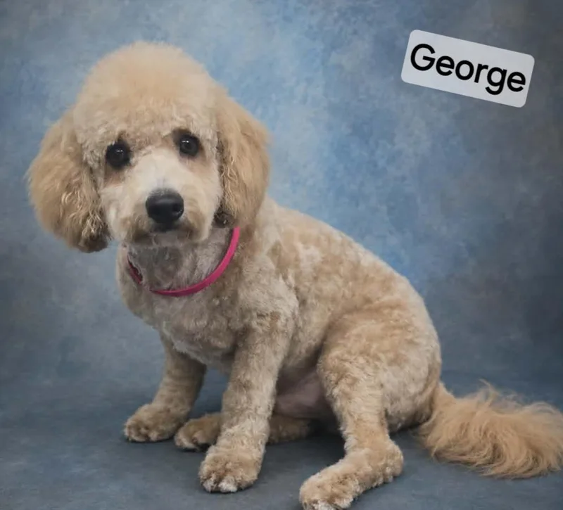 George