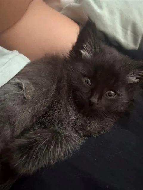 A baby small-sized male Domestic Medium Hair cat named Fluffy Bear for adoption in Fairfield, CA