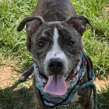 A young medium-sized male Mixed Breed dog named Ricky $ for adoption in Seneca, SC