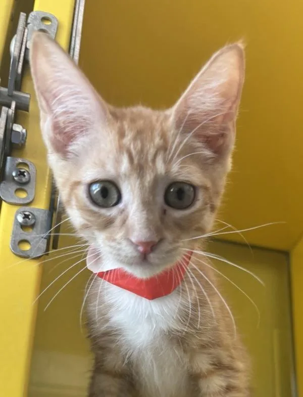 A baby small-sized male Domestic Short Hair cat named Apollo for adoption in Golden, CO