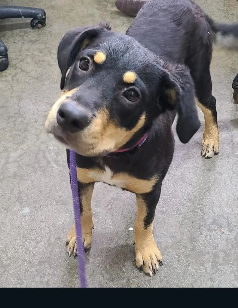 A young medium-sized female Labrador Retriever dog named Debbie for adoption in Swainsboro, GA