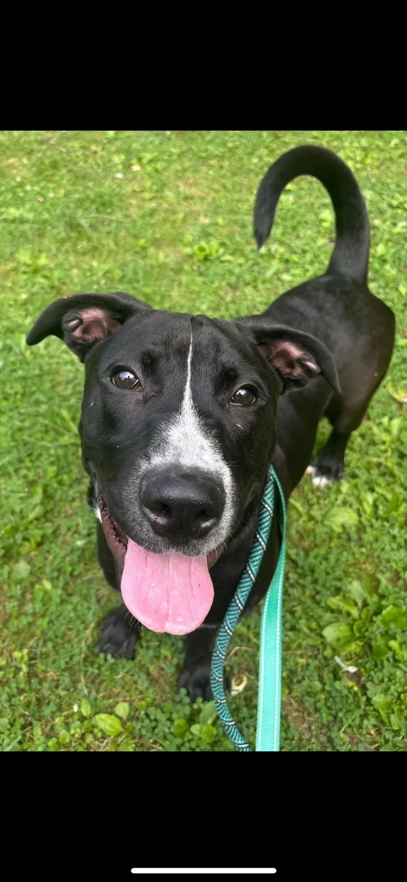 A young medium-sized male Black Mixed Breed dog named Andy for adoption in Warren, OH