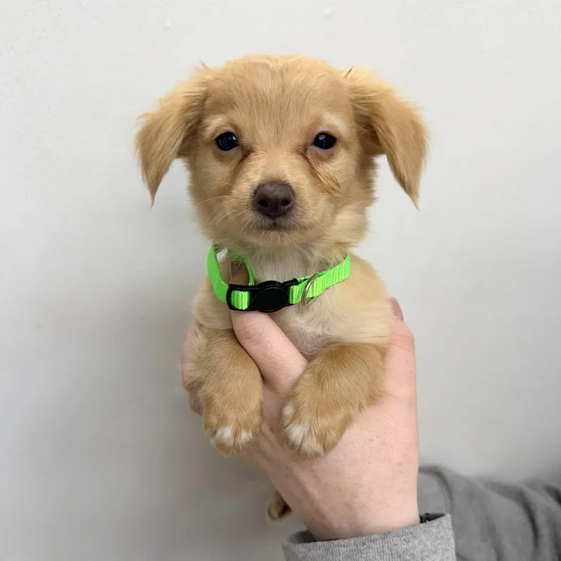 A baby small-sized female Mixed Breed dog named Benson Boone for adoption in Henderson, NV