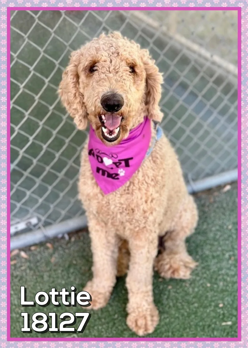 An adult large-sized female Apricot / Beige Goldendoodle dog named Lottie for adoption in Marietta, GA