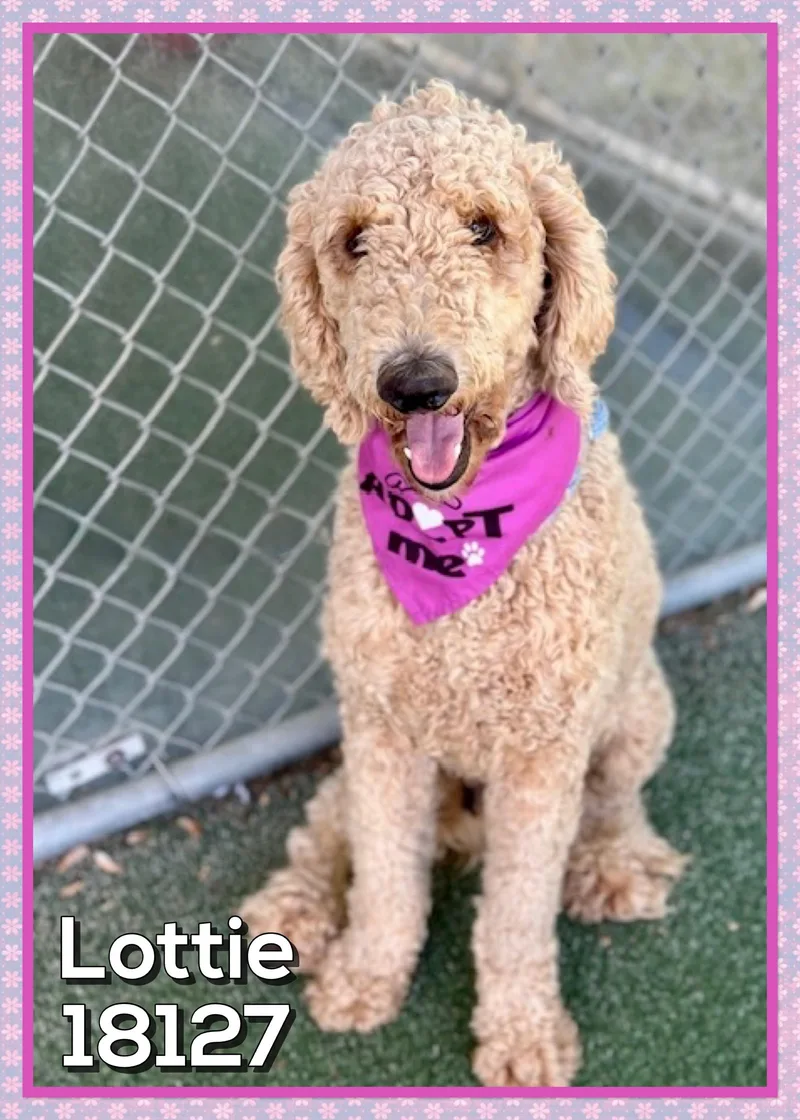 Lottie thumbnail 3