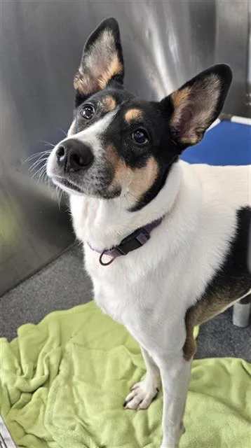 An adult medium-sized female Mixed Breed dog named Pico for adoption in Dallas, TX