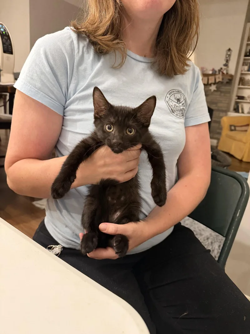 A young medium-sized male Black Domestic Short Hair cat named Warrant for adoption in Camden, SC