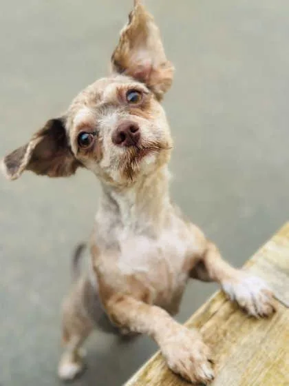 An adult small-sized female Mixed Breed dog named Coraline for adoption in West Chester, PA