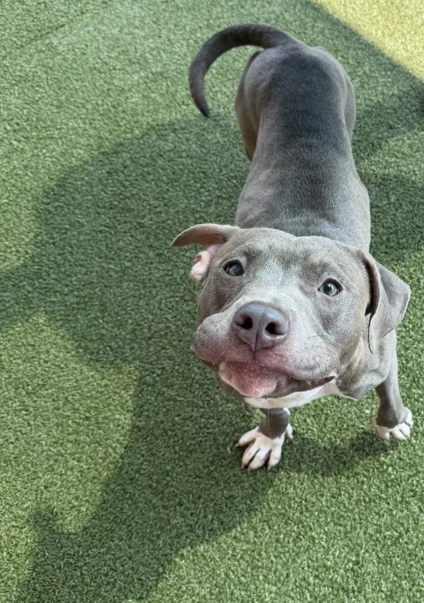 A young medium-sized female Pit Bull Terrier dog named Octavia for adoption in Canton, GA