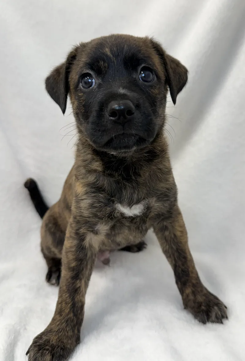 A baby medium-sized male Brindle Plott Hound dog named Fig for adoption in Greensboro, NC