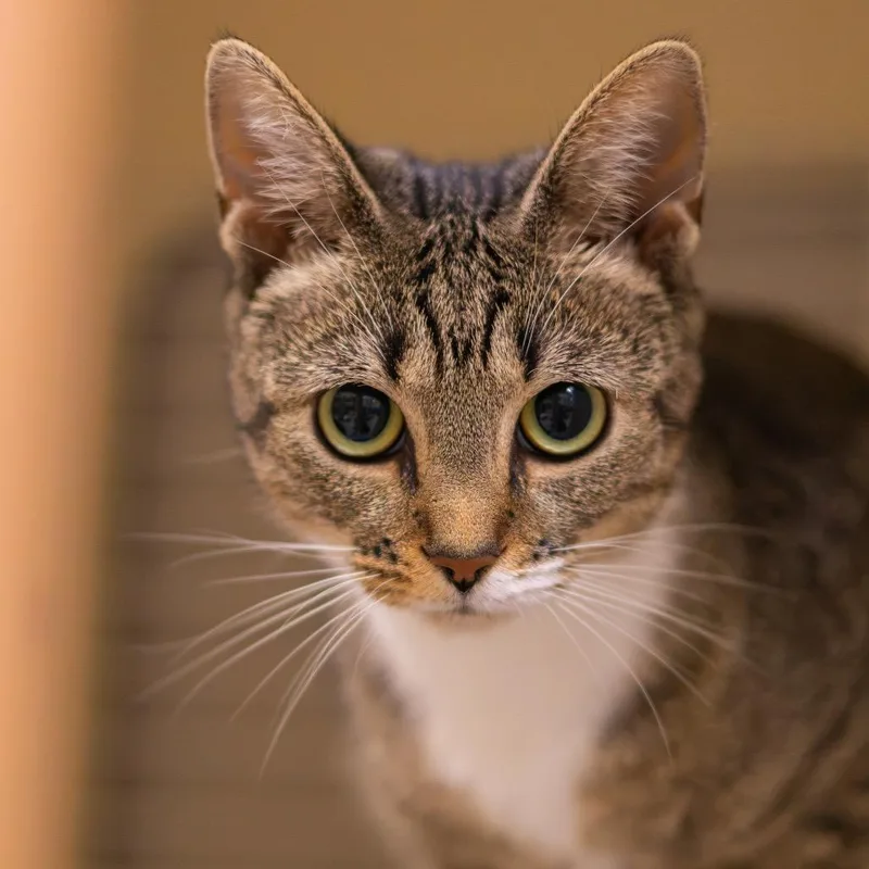 An adult medium-sized female Brown / Chocolate Domestic Short Hair cat named Rosie for adoption in Newark, DE