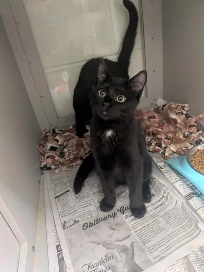 A baby small-sized male Domestic Short Hair cat named Porter for adoption in Louisburg, NC