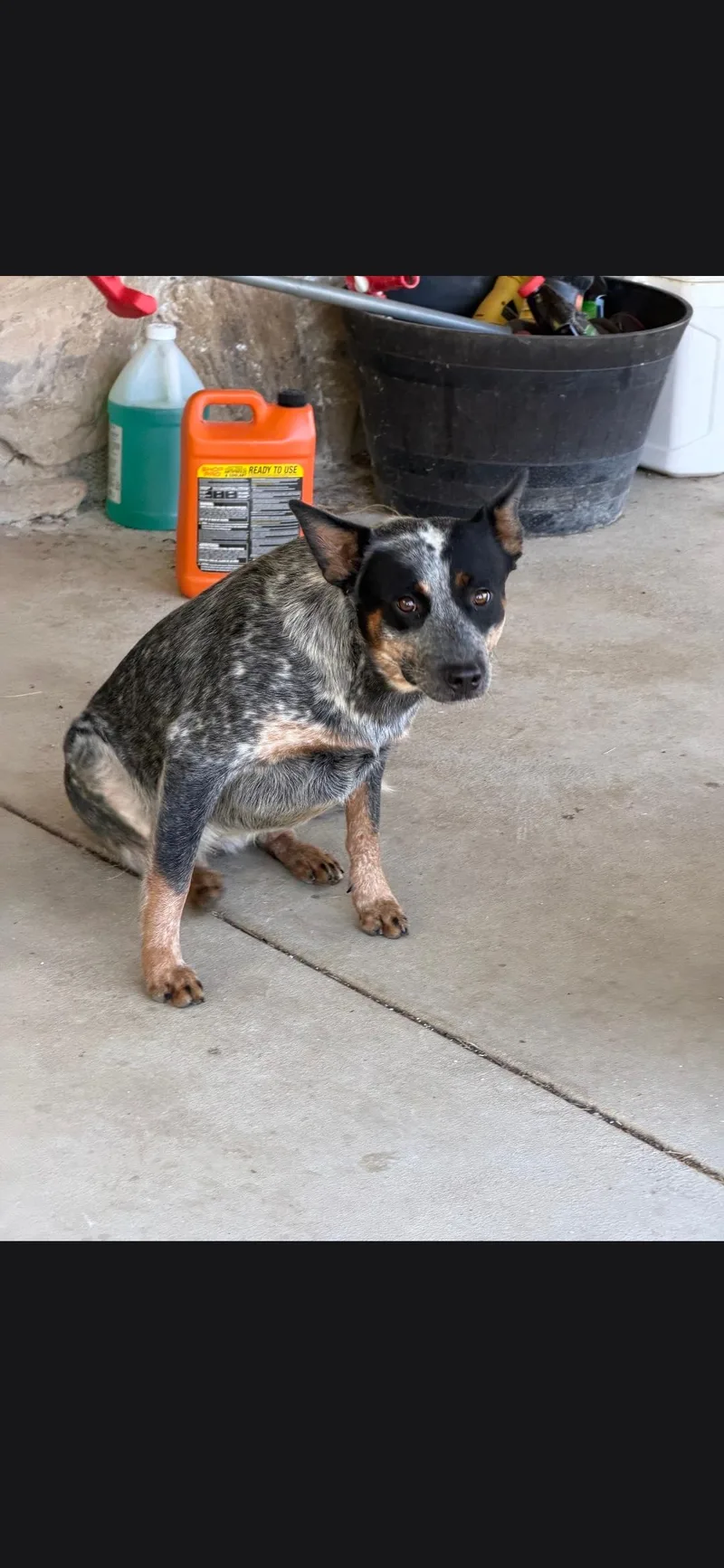 A young medium-sized male Australian Cattle Dog / Blue Heeler dog named Blue for adoption in Plano, TX