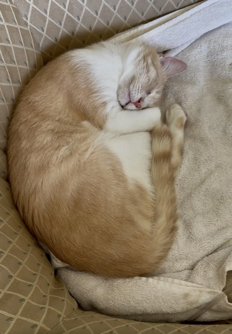 A young medium-sized male Domestic Short Hair cat named Apricot for adoption in San Rafael, CA