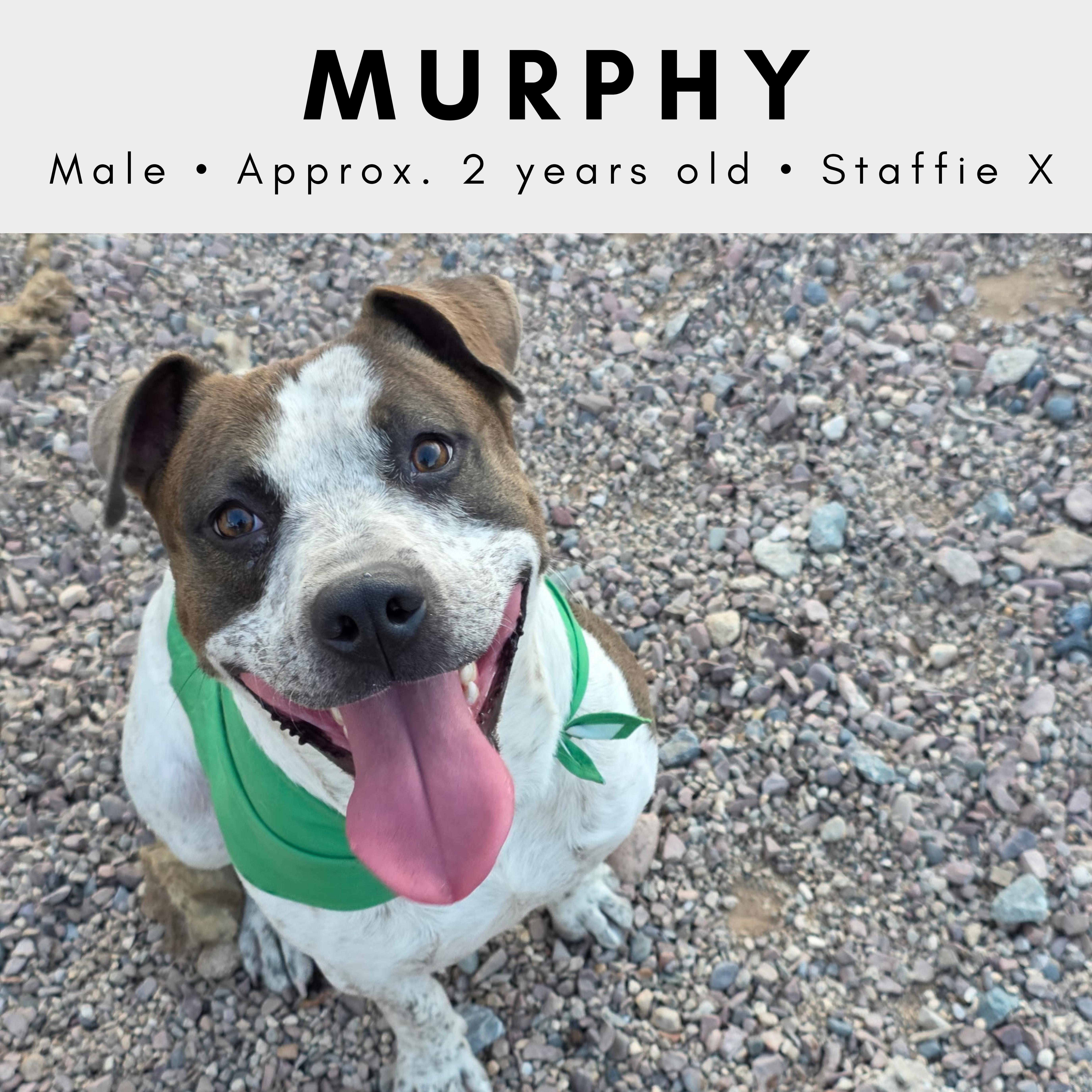 Murphy